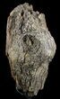 Cretaceous Petrified Wood Section On Stand - Texas #51415-1